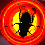 Fly_1