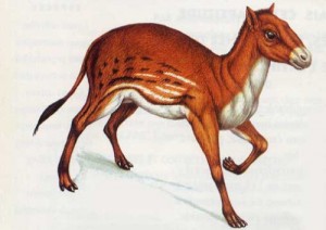 Hyracotherium