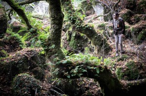 Il Bosco Incantato_Bosco del Sasseto ph Luca Perazzolo