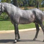 cavallo-Berbero3