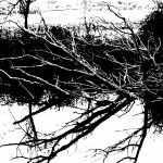sedute spiritiche 2 lago con albero