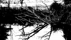 sedute spiritiche 2 lago con albero